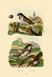 Moineau italien